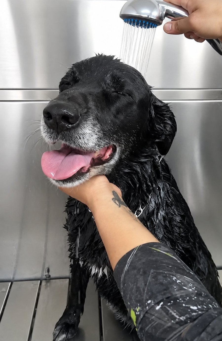 Perro disfrutando un baño en el autolavado de Splash