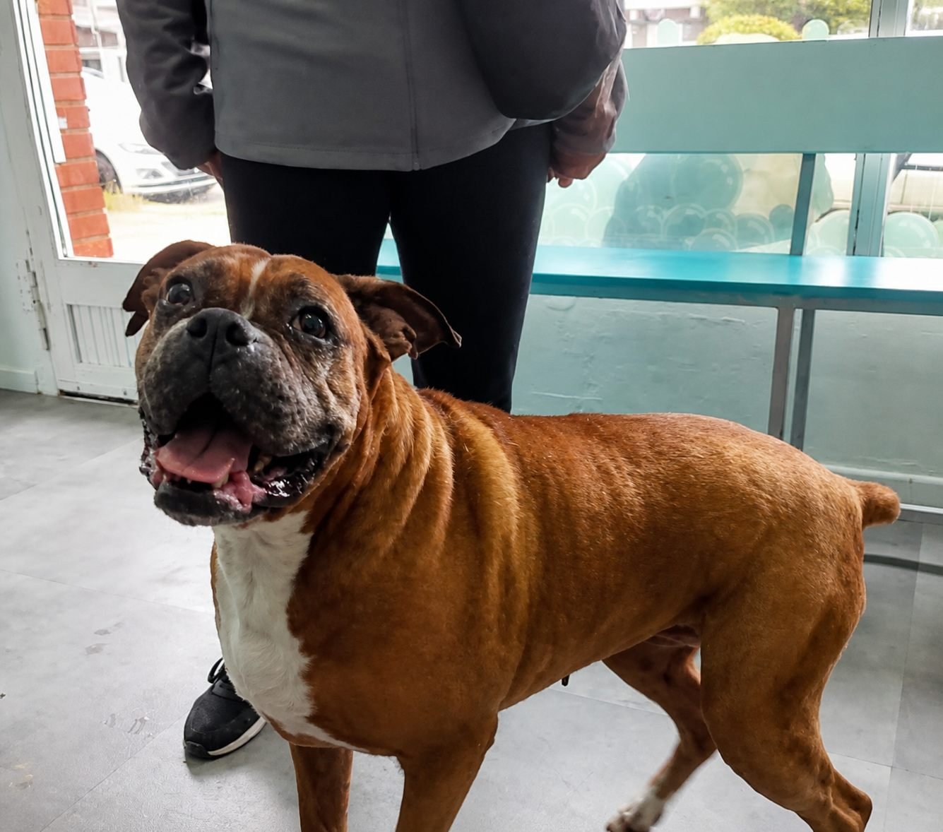 Perro marrón dentro del local de Splash junto a su acompañante