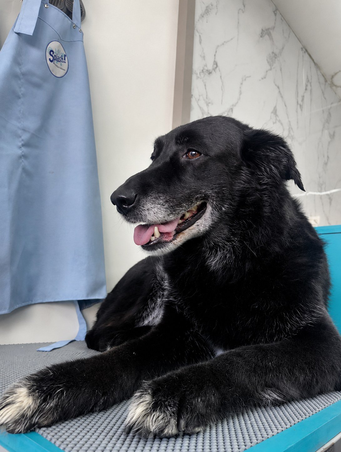 Perro negro descansando junto al delantal de Splash tras su baño