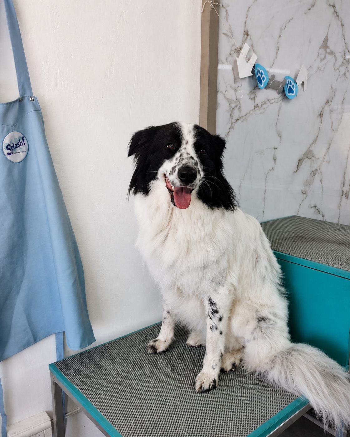 Border Collie sentado en la mesa de peluquería de Splash